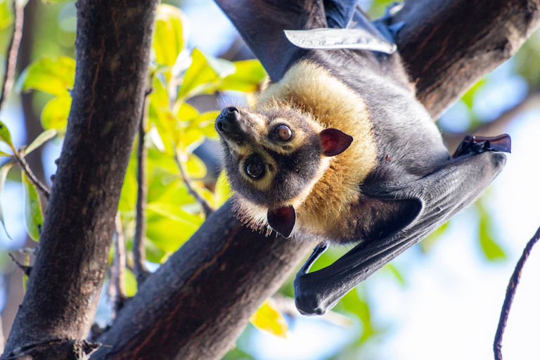 spectacled flying fox