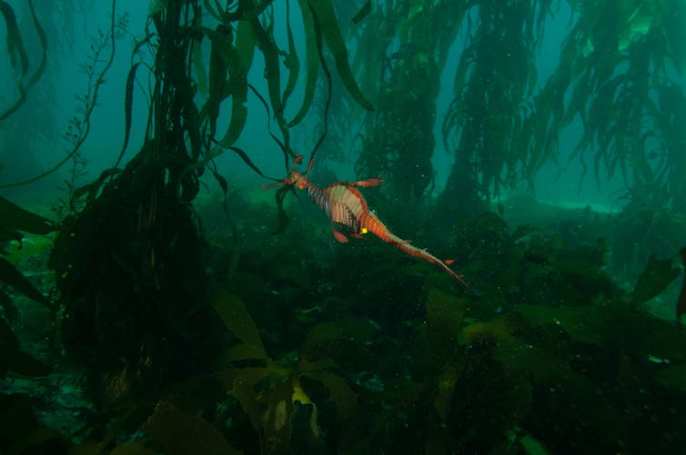 seahorse swims in kelp forest