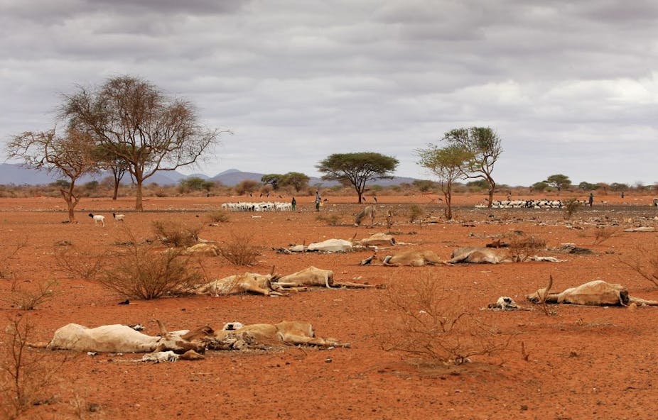 Scientists sound the alarm over drought in East Africa: what must happen next - WardheerNews