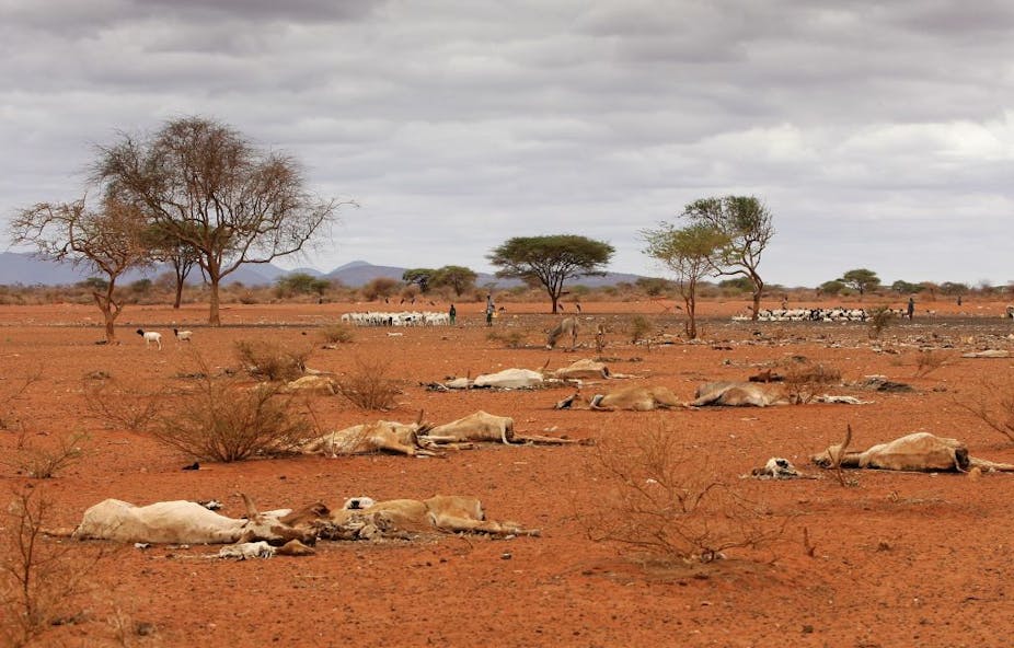Dead animal carcasses lie outside of the village of Dambas in Kenya during a drought in 2006.