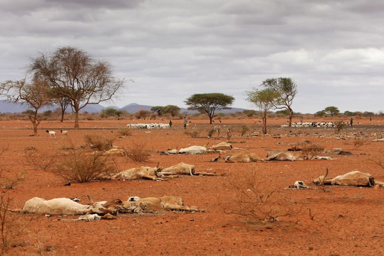 Dead animal carcasses lie outside of the village of Dambas in Kenya during a drought in 2006.
