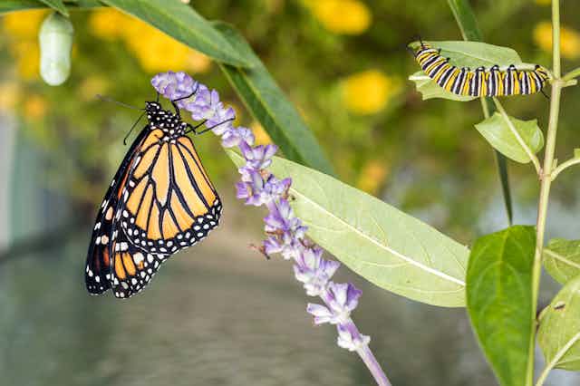 A monarch butterfly and caterpillar on a plant with purple flowers