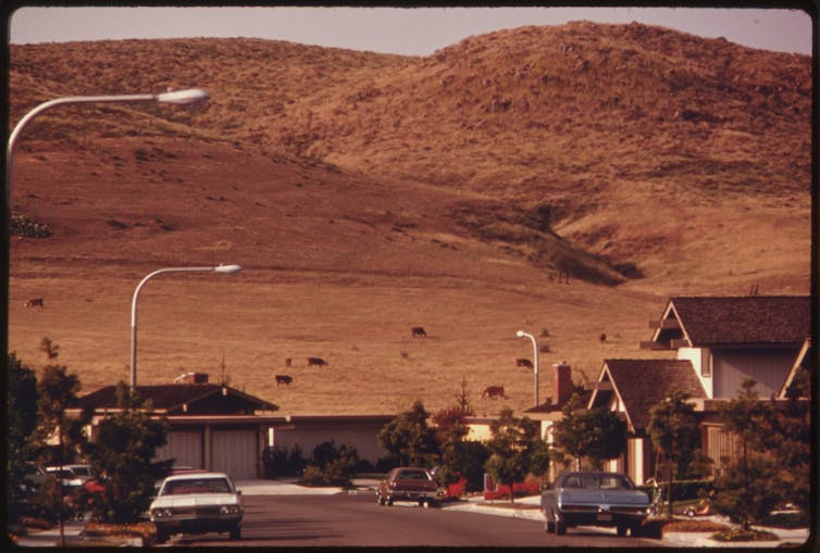 Cows graze on hill overlooking suburban development.