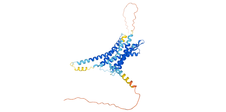 Oxytocin receptor protein structure
