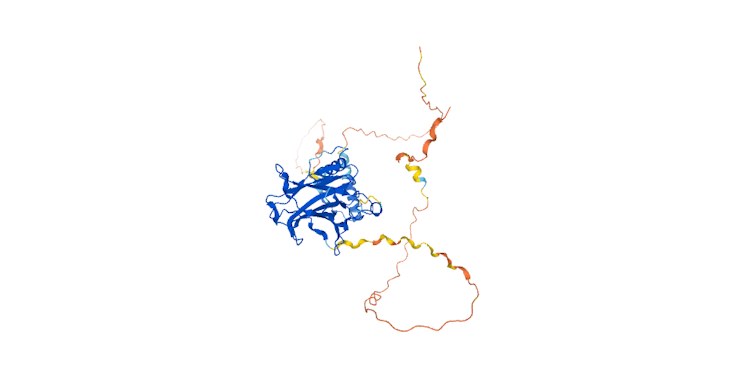 Tumor protein p53 protein structure
