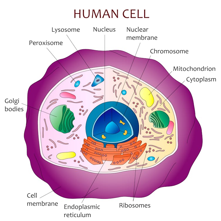 Human cell diagram