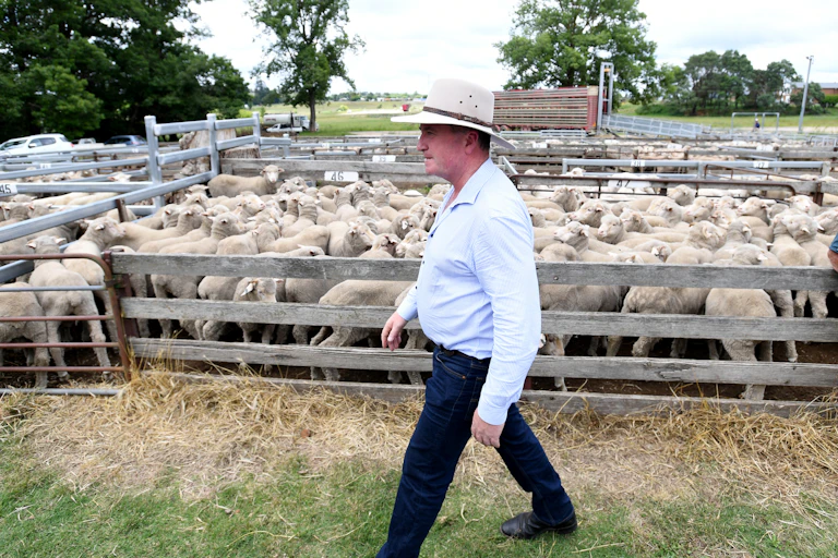 man walks past sheep
