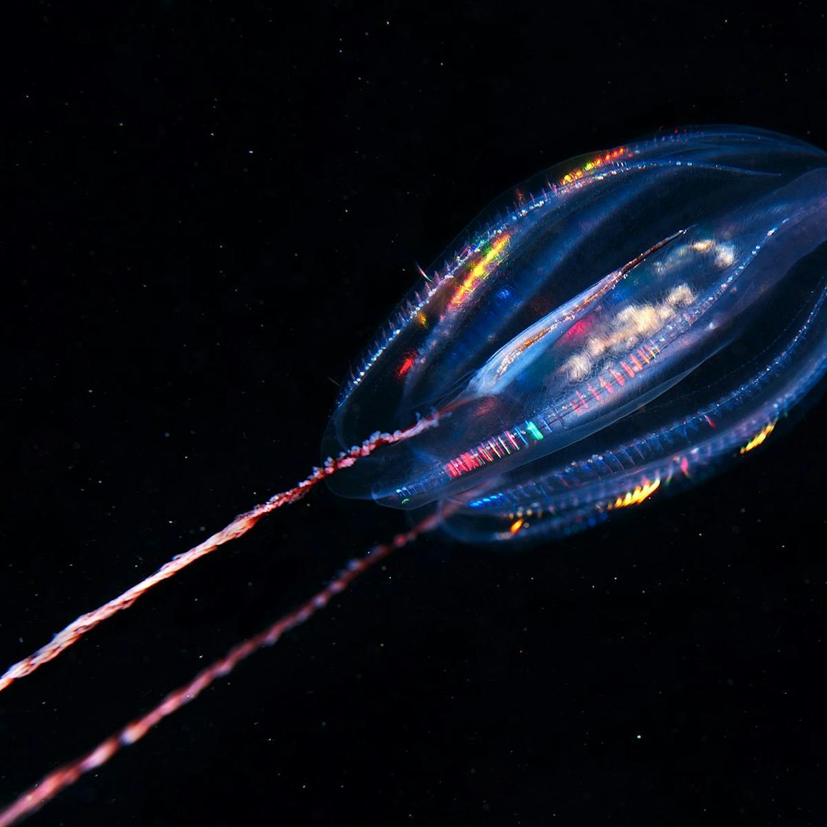 Finding A Rare Fossilized Comb Jelly Reveals New Gaps In The Fossil Record Finding A Rare Fossilized Comb Jelly Reveals New Gaps In The Fossil Record