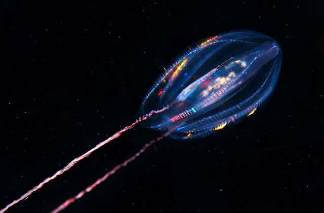 A photograph of a comb jelly on a black background.