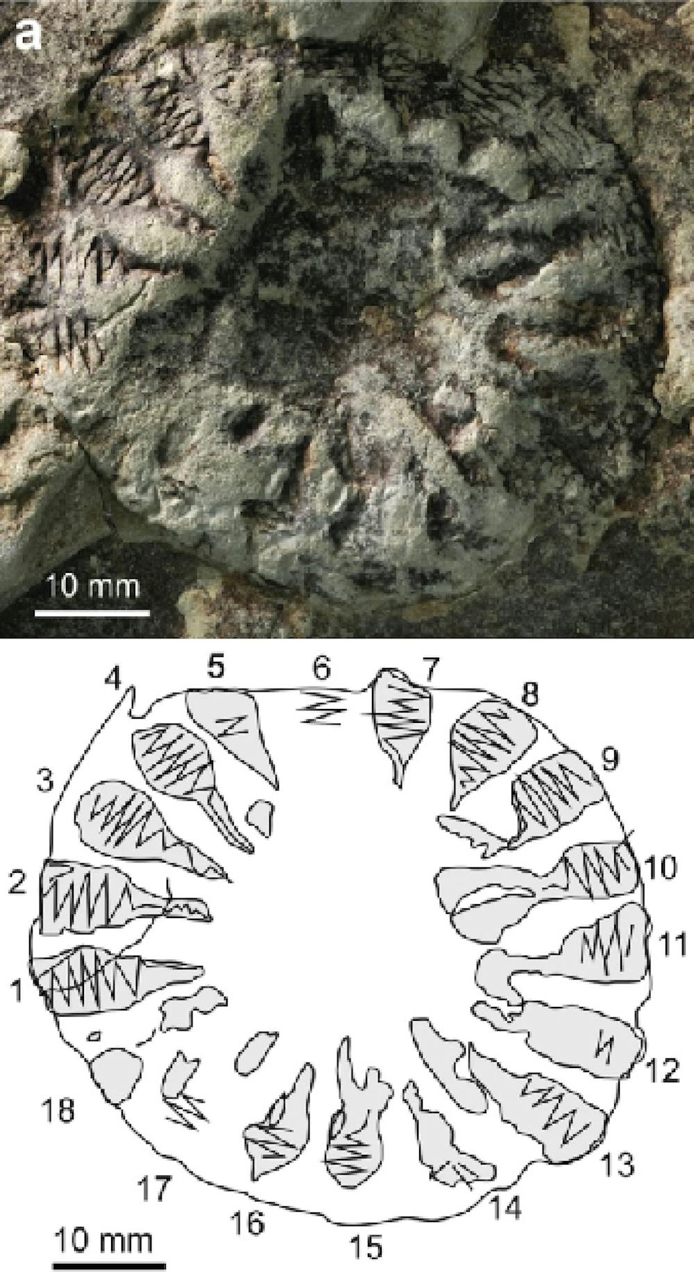 Finding A Rare Fossilized Comb Jelly Reveals New Gaps In The Fossil Record Finding A Rare Fossilized Comb Jelly Reveals New Gaps In The Fossil Record