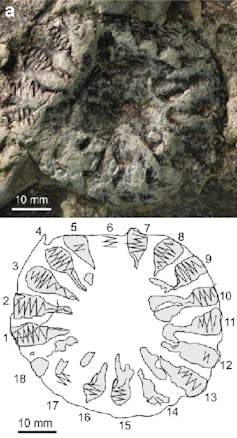 Finding rare fossilized comb jellies reveals new gaps in fossil record Found fossil photo and diagram