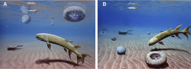 Finding rare fossilized comb jellies reveals new gaps in fossil record Illustration showing two possible reconstructions of the Acomb Jelly Fossil