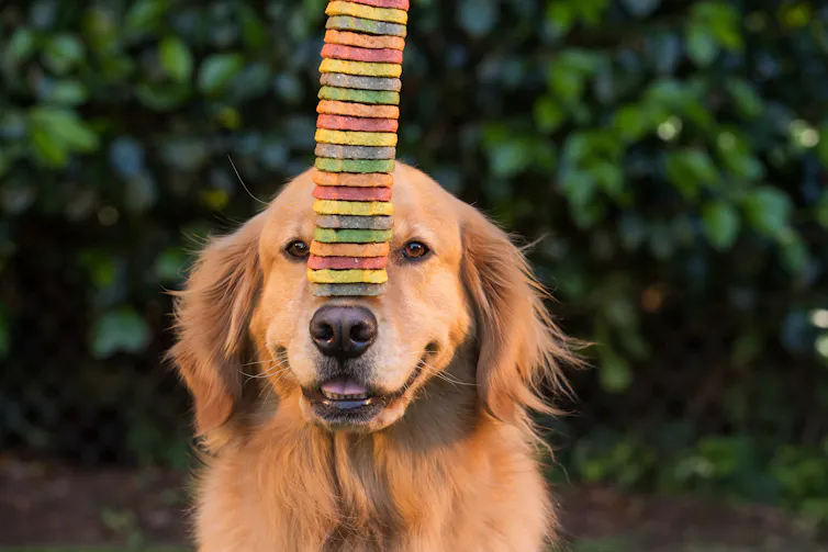 A golden retriever with cookies on his nose