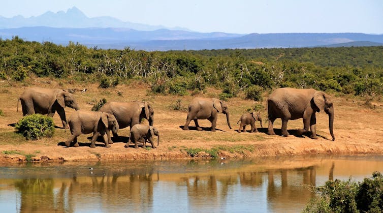 Elephants walk by a lake