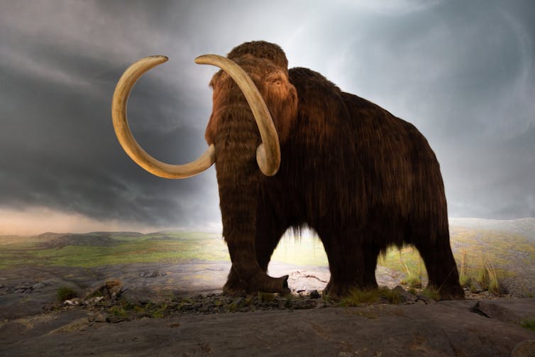 Um modelo de um mamute peludo