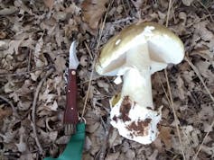  Fotografía tomada pola autora do artigo do cogomelo ‘Amanita phalloides’. 