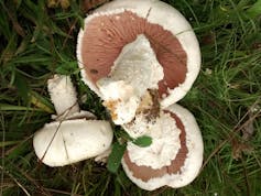 Fotografía do cogomelo "Agaricus macrosporus". Foto: Teresa M. López / Universidade de León.