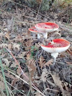 Exemplares de ‘Amanita muscaria’. Foto: Teresa M. López / Universidade de León. 