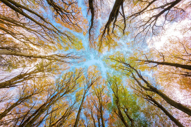 A tree canopy against blue sky