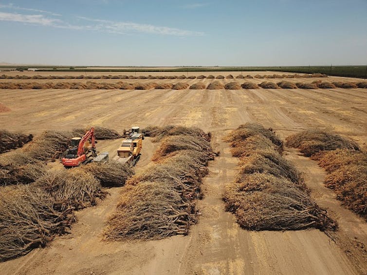 Dozens of dead almond trees rowed up on their sides in a field.