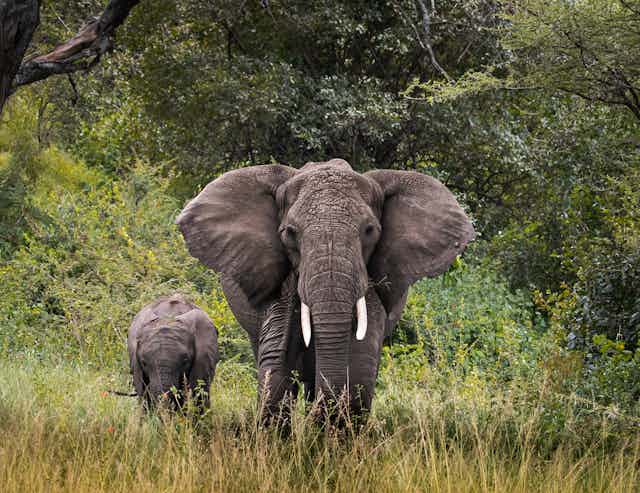 An elephant and its child walk through grass