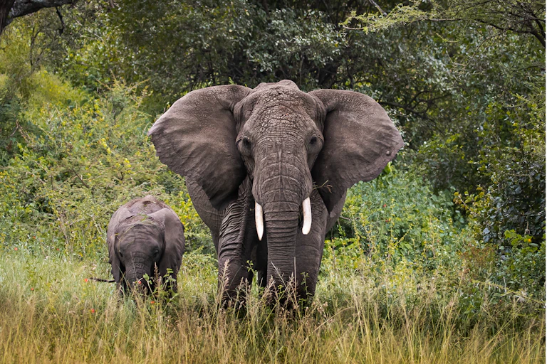 An elephant and its child walk through grass