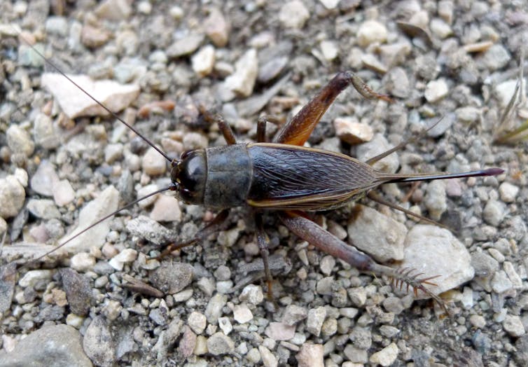 A brown cricket on gravel.