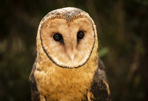 on birds — feathered messengers from deep time