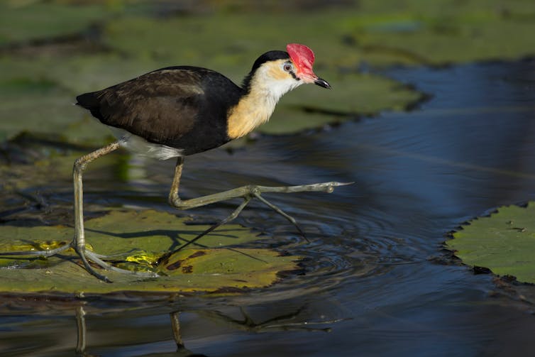 essay on conservation of birds in english