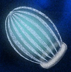 Finding rare fossilized comb jellies reveals new gaps in fossil record illustration of comb jellyfossil