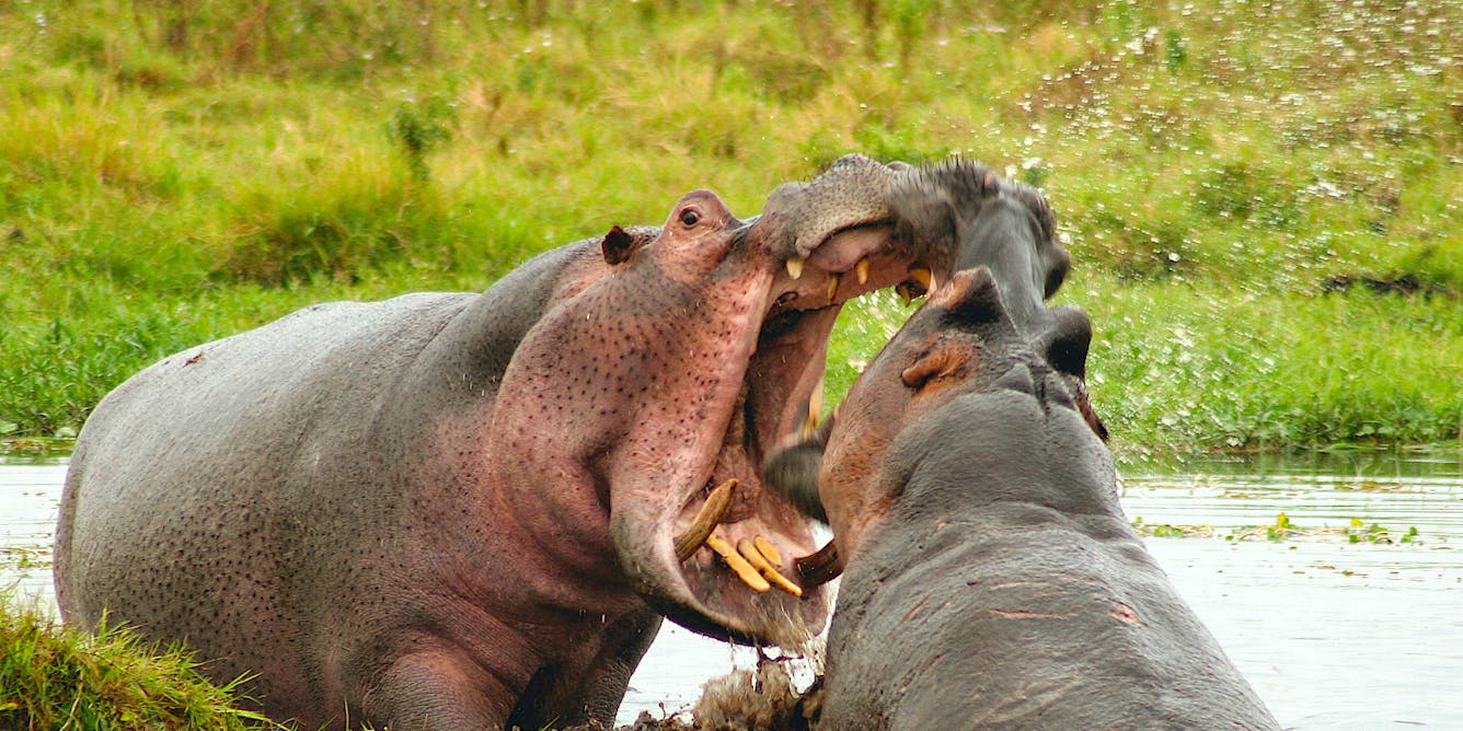 We used 60-year-old notebooks to find out why male hippos have bigger tusks than females - The Conversation UK