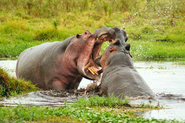 Two hippos 