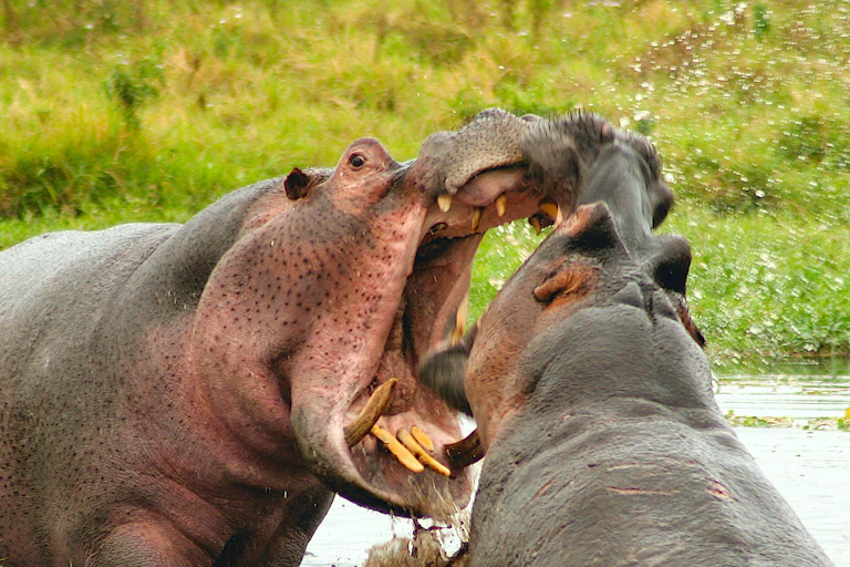 Two hippos