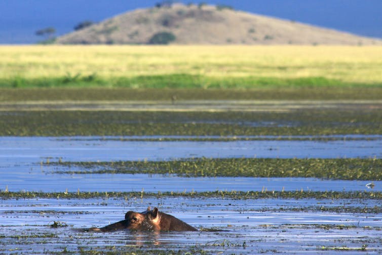 Top of hipp's head pokes out of water with savannah in background