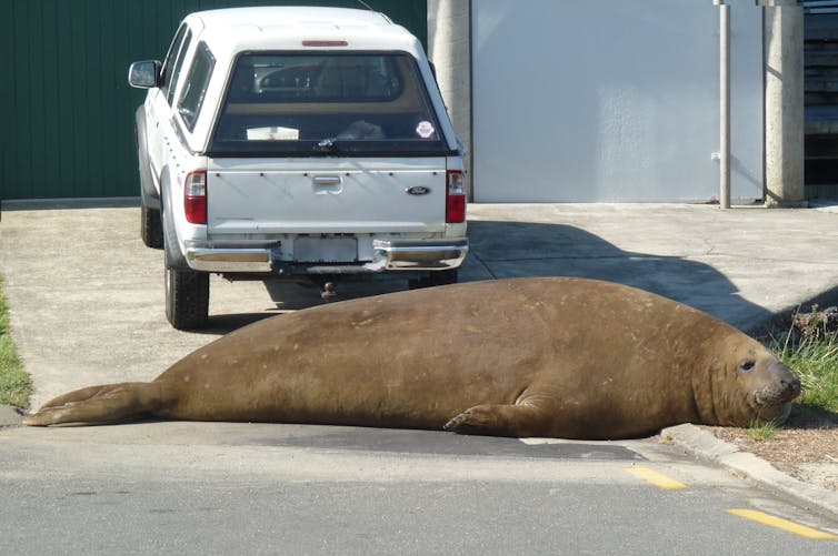 A male southern elephant seal lying on a drive in front of a car