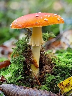 "Amanita caesarea", especie comestible.