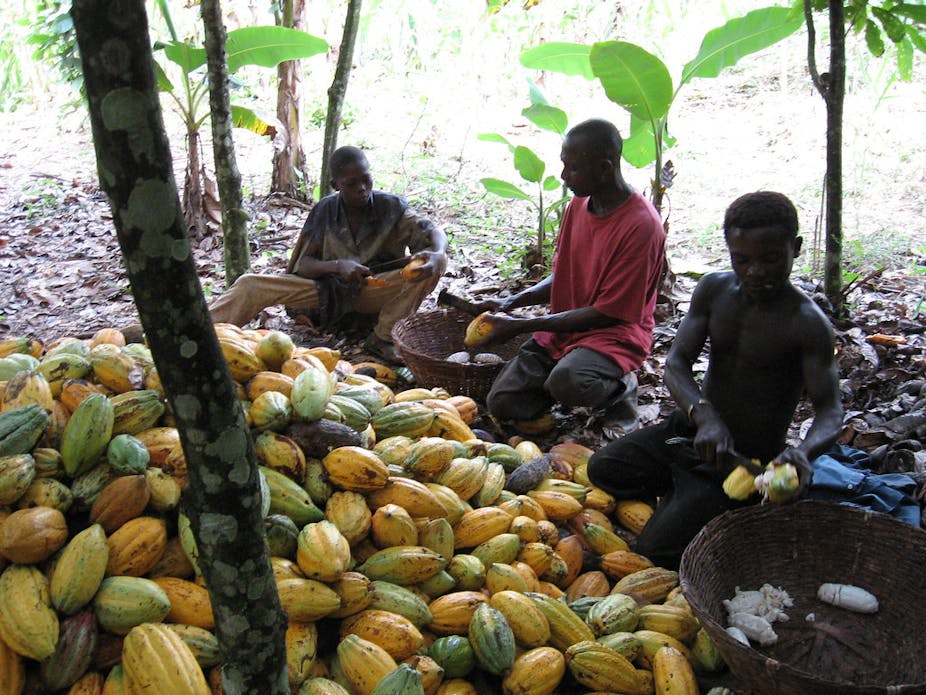 cocoa farmers breaking pods