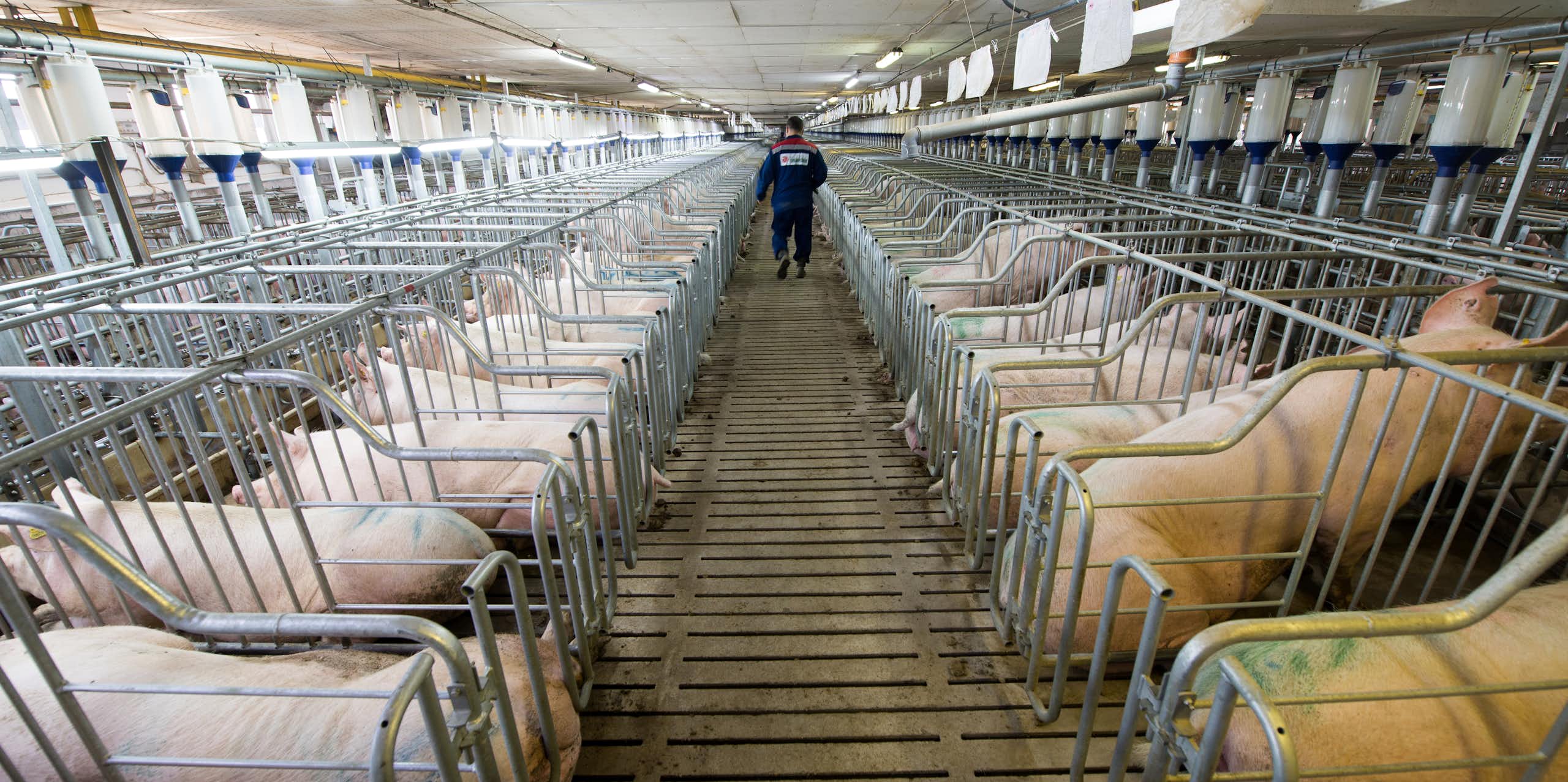 Ganadería intensiva: el reto ambiental del sector porcino en España