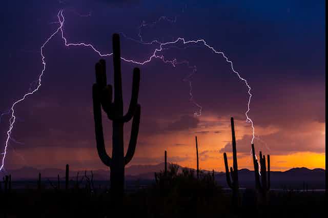 Purple sky with forked lightning bolt behind tall cactus.
