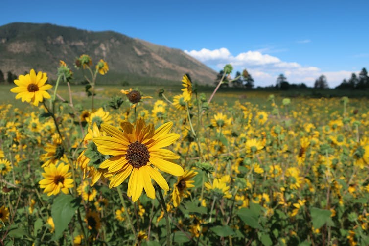 Flowers in a meadow under blue skies.