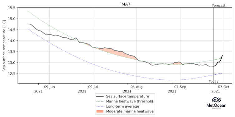 This graph shows the ocean temperature anomalies in an area where hoki spawn.