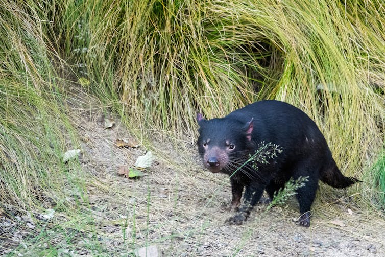 Cancer can be transmitted (at least in animals) file 20210930 18 1yo7w2d.jpg?ixlib=rb 1.1