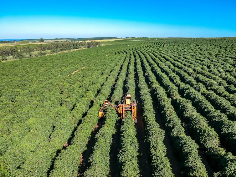 A mechanised vehicle harvesting coffee in a field in Brazil