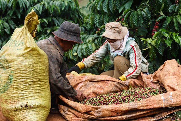 A farmer and a supplier trading beans in Vietnam.