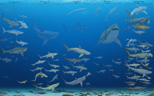 How fussy eating and changing environments led to the diversity of sharks today (and spelled the end for megaladon)