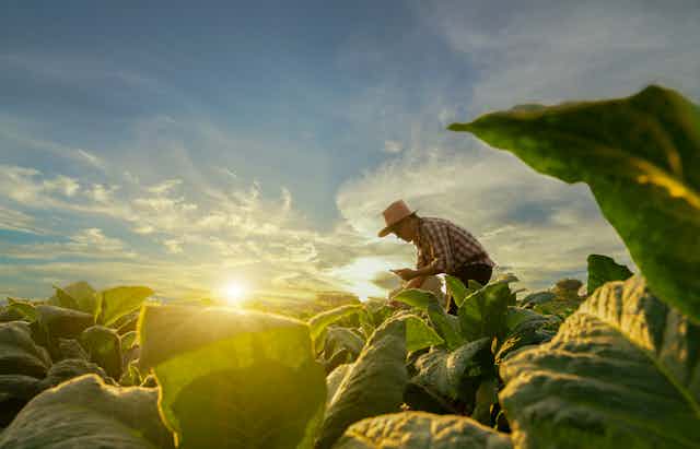 A farmer stoops over a leafy vegetable field.