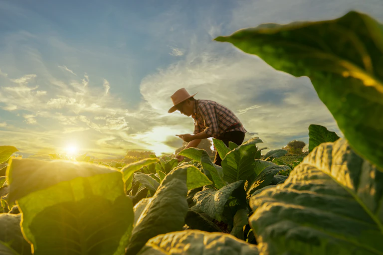 A farmer stoops over a leafy vegetable field.