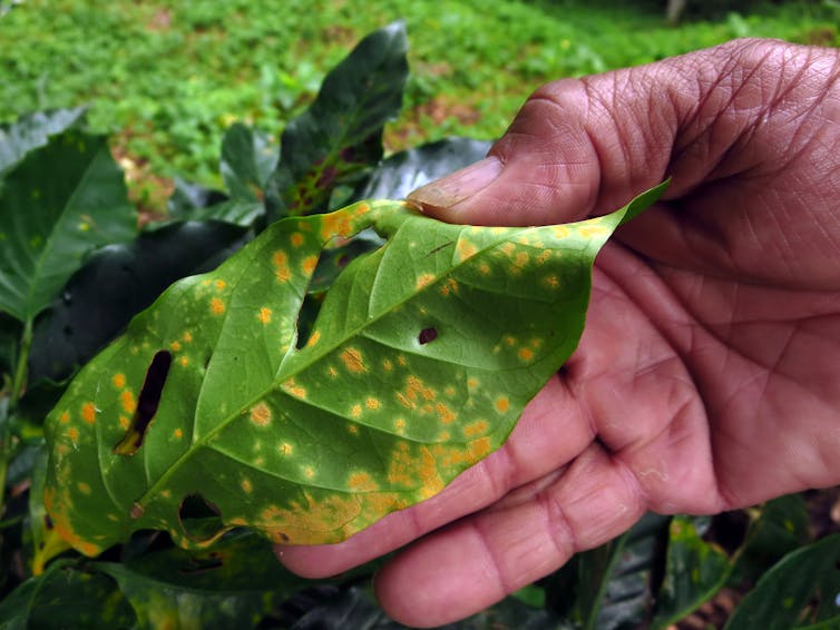 A hand holds a green leaf covered in yellow spots.
