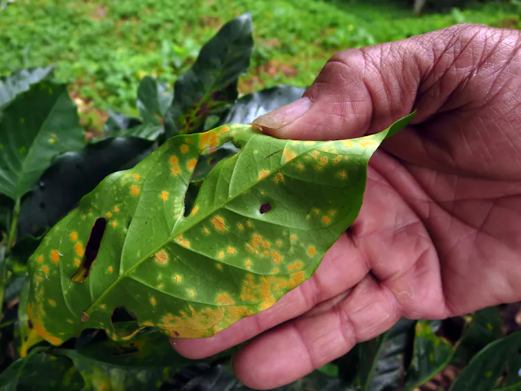 A hand holds a green leaf covered in yellow spots.