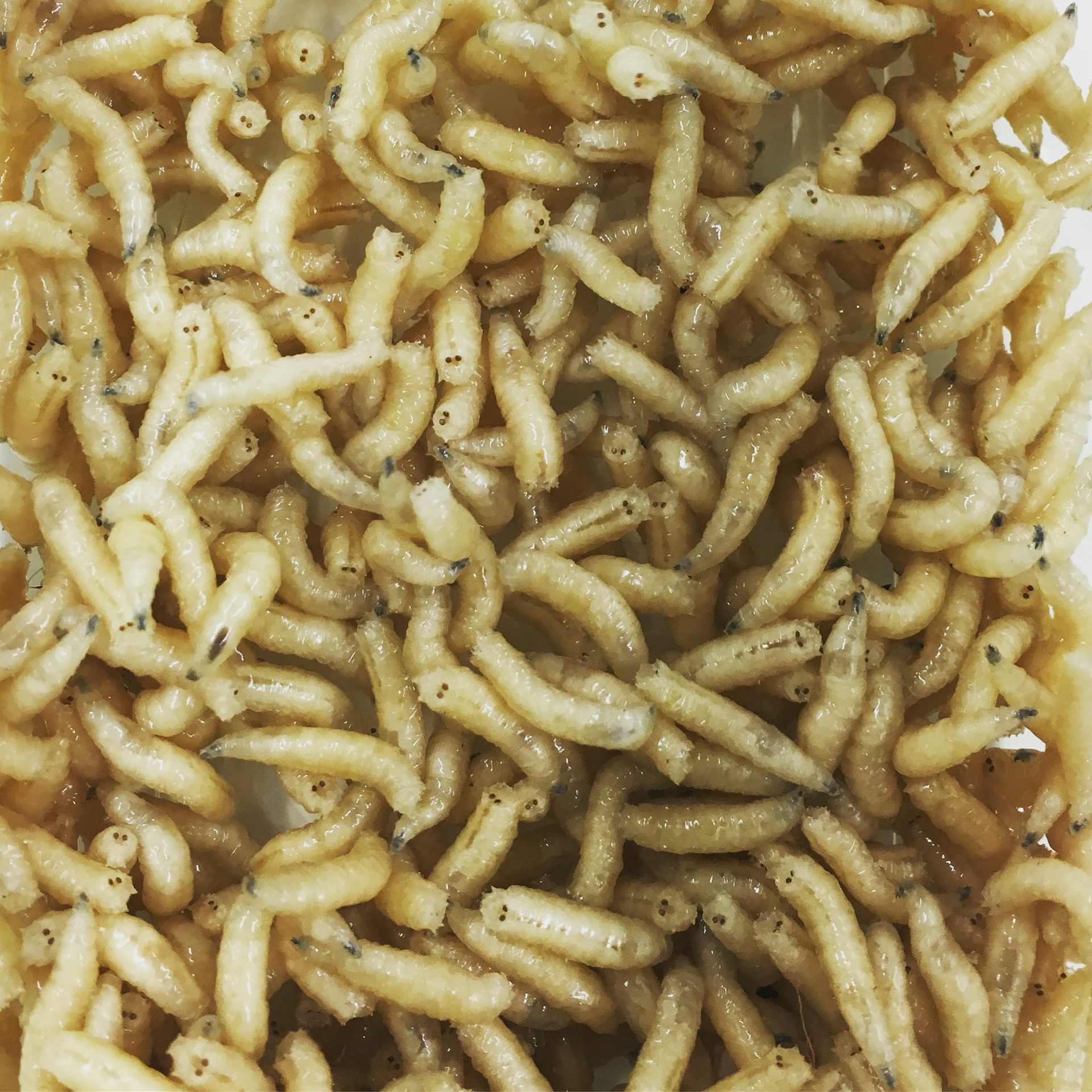 how this flesh-loving, butt-breathing marvel helps us solve murders